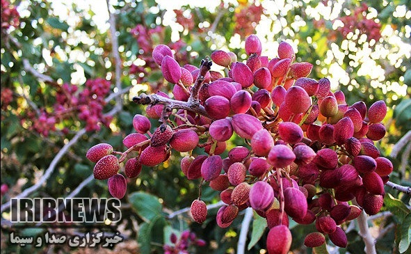 کاشت پسته در 27 هزار مترمربع از باغات شهرستان بانه کاشت پسته در 27 هزار مترمربع از باغات شهرستان بانه