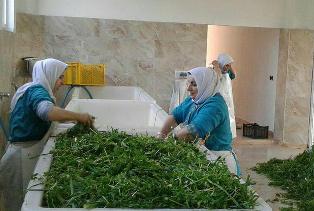 هنرنمایی بانوی چالوسی در ایجاد اشتغال برای زنان سرپرست خانوار