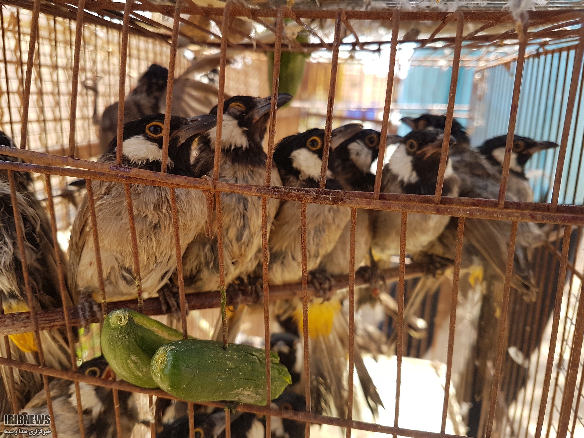 رویای پرواز ...