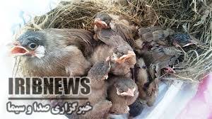 رویای پرواز ...
