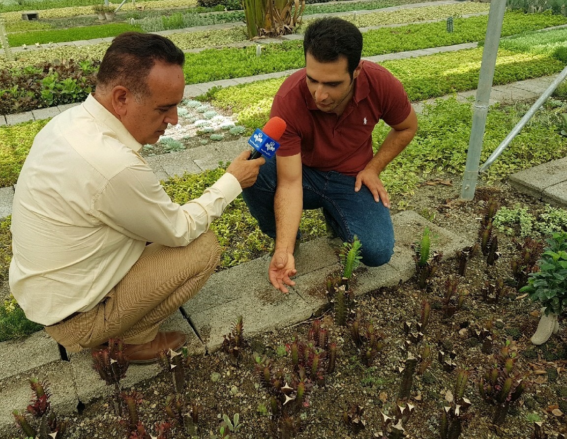 تولید کاکتوس گوشتی بدون تیغ+گزارش تولید کاکتوس گوشتی بدون تیغ+گزارش