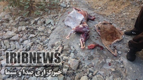 کشف لاشه بز کوهی در سروآباد