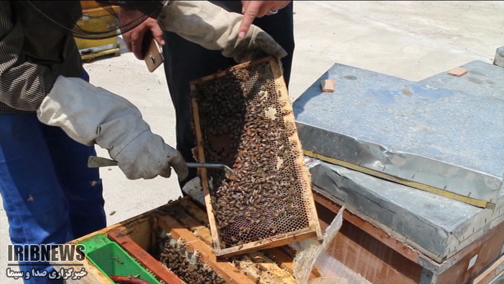 زهر شیرین