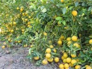 خرید توافقی لیمو شیرین در فارس خرید توافقی لیمو شیرین در فارس