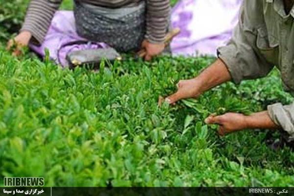 صنعت چای نیازمند محصولات نوین