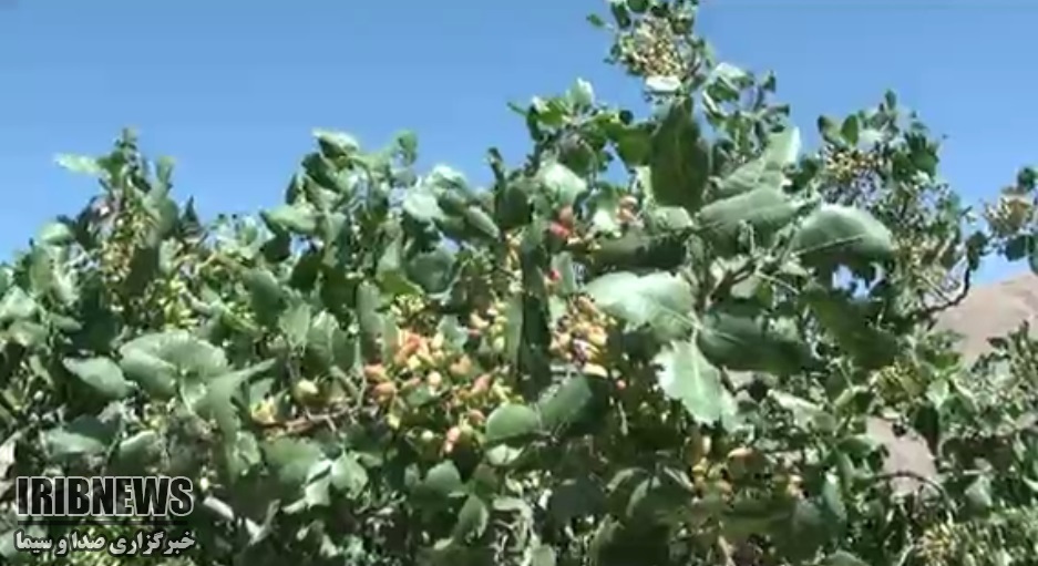 کاشت 6 هزار اصله پسته در کردستان
