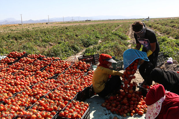 رنج بی حاصل