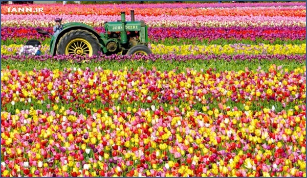 رنگ باخته های رنگارنگ