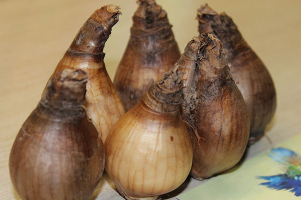 زیبای سودآور