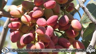 رویش نسل جدید پسته در باغ های قم