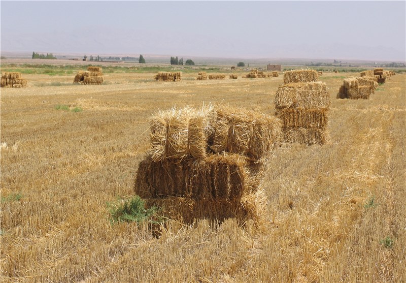 تبدیل پسماند به علوفه ؛ تجارتی جدید و سودآور