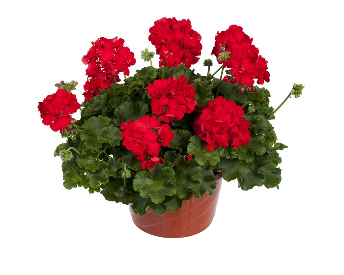 روش نگهداری گل شمعدانی
