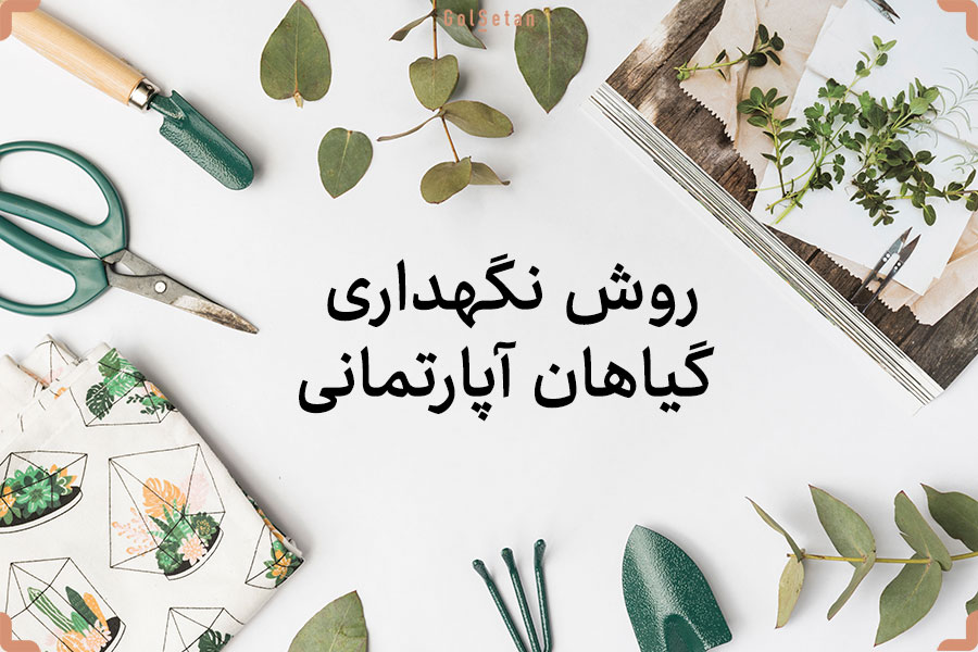 روش نگهداری گیاهان آپارتمانی روش نگهداری گیاهان آپارتمانی