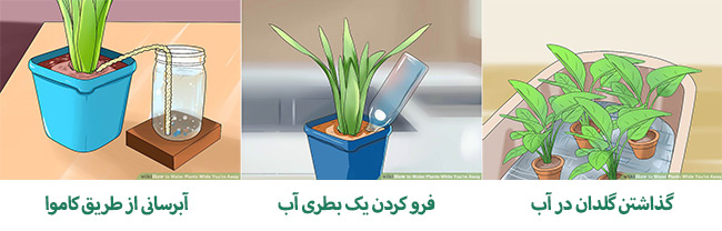 روش نگهداری گیاهان آپارتمانی روش نگهداری گیاهان آپارتمانی