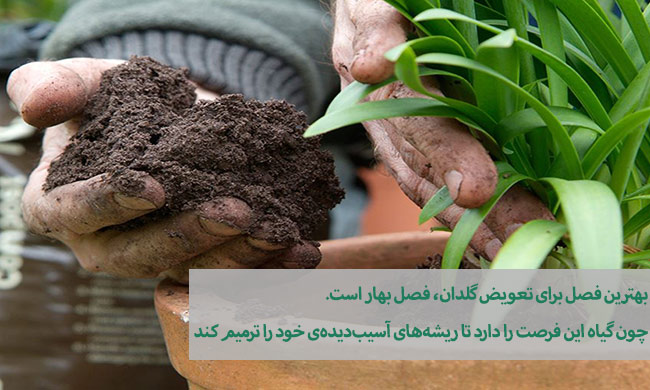 روش نگهداری گیاهان آپارتمانی روش نگهداری گیاهان آپارتمانی