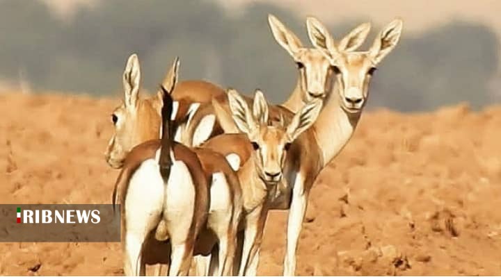 نگاه آهوان دشت سهرین آرزوست