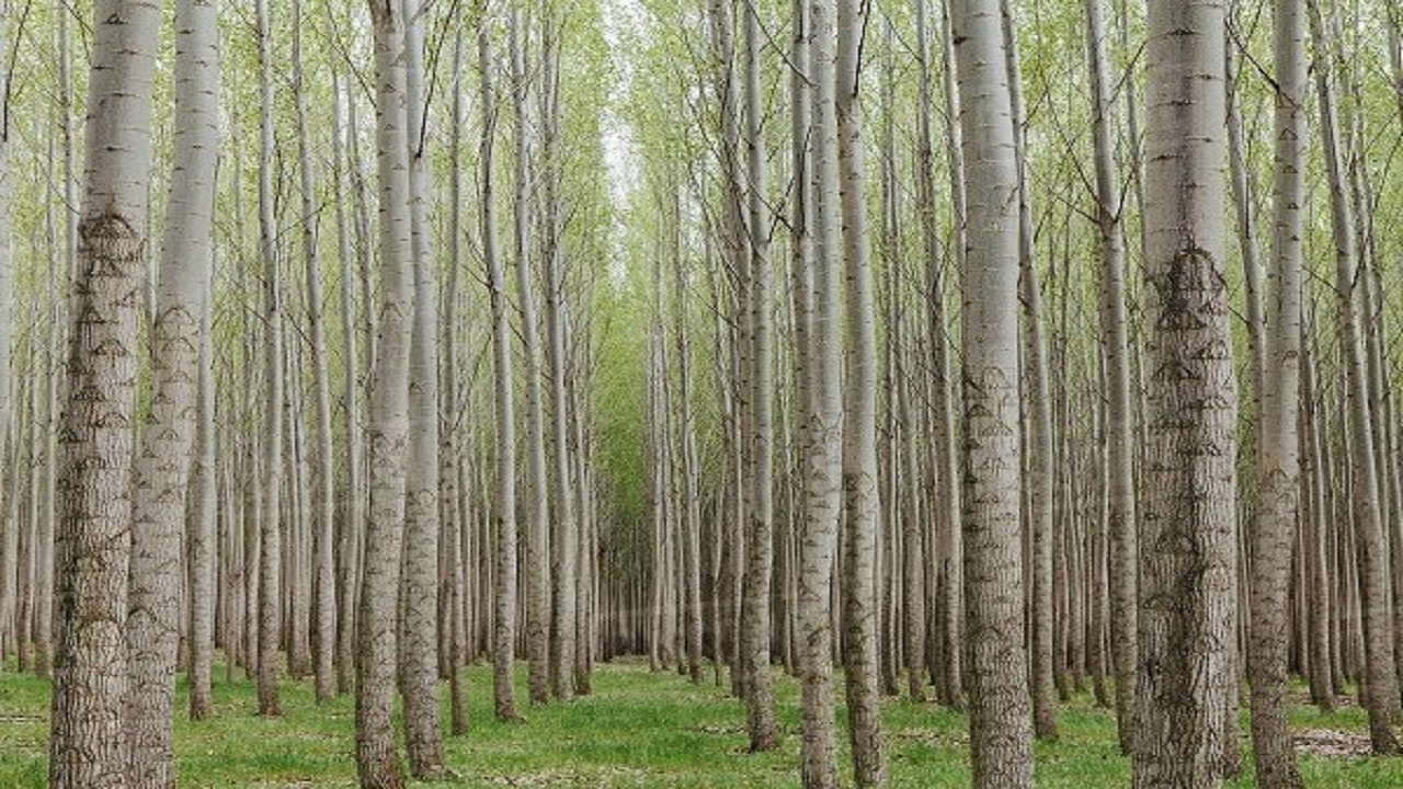 زراعت چوب ، طرحی نیمه تمام