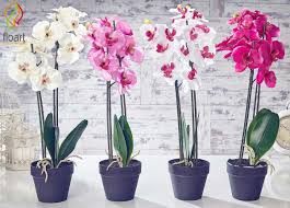 شادی و نشاط  با  گل های آپارتمانی