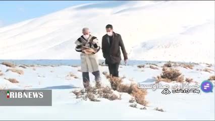 گزارش مکتوب: زندگی با گرگ&zwnj;های دره لاماشا