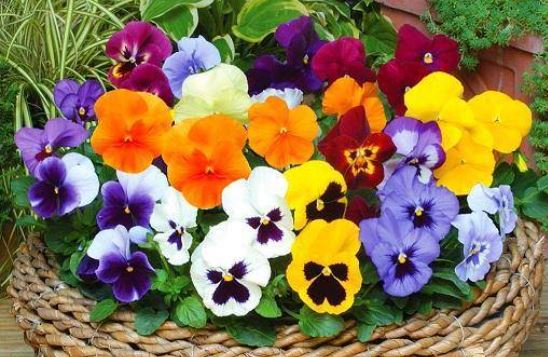ده گل بهاری که باید در زمستان کاشته شوند