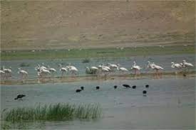 تالاب قره&zwnj;گل شهرستان بوکان پذیرای حدود پنج هزار قطعه پرنده