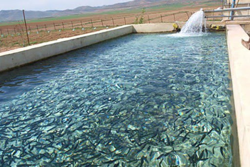 رهاسازی ۴۰ هزار بچه ماهی در استخر&zwnj;های طبس