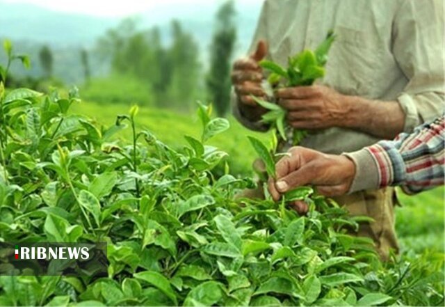 بازگشت چای به روزهای دبش تولید بازگشت چای به روزهای دبش تولید