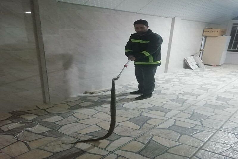 زنده&zwnj;گیری مار سمی در منزل مسکونی درمهاباد