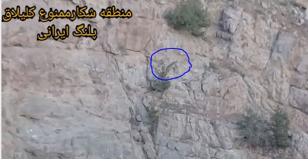 رکوردی جدید از حضور پلنگ ایرانی در خراسان رضوی