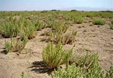 مقابله با بیابان&zwnj;زایی در استان مرکزی