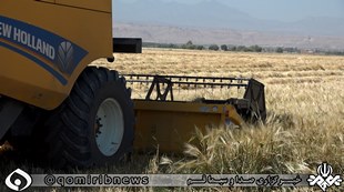 برداشت گندم از مزارع استان آغاز شد