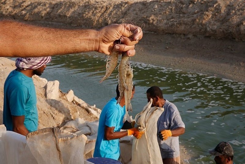 تولید بیش از ۲۴۱ میلیون قطعه لارو میگو در سیریک تولید بیش از ۲۴۱ میلیون قطعه لارو میگو در سیریک