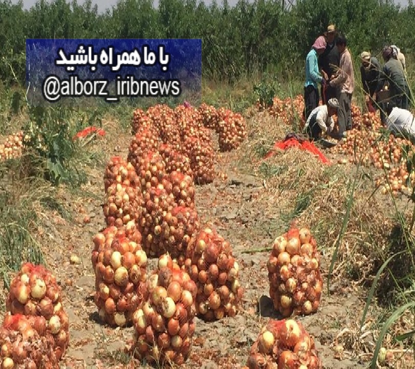 رکورد برداشت پیاز همچنان در البرز