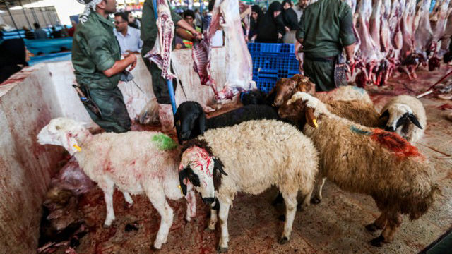 استقرار ۲۸ گروه ثابت و سیار دامپزشکی در روز عید قربان استقرار ۲۸ گروه ثابت و سیار دامپزشکی در روز عید قربان