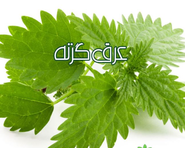 خواص حیرت انگیز عرق گزنه خواص حیرت انگیز عرق گزنه