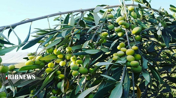 برداشت زیتون از بزرگترین باغ شهر زیتون کشور