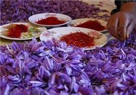طلای سرخ در کوران بیم و امیدها