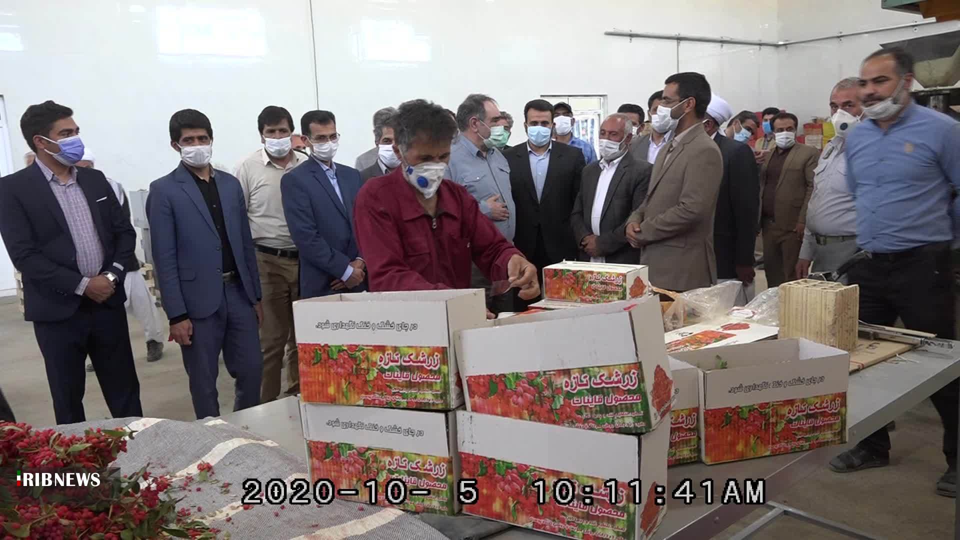 مدیرعامل سازمان مرکزی تعاون روستایی کشور: زرشک کاران نگران نباشند، محصولشان را می&zwnj;خریم
