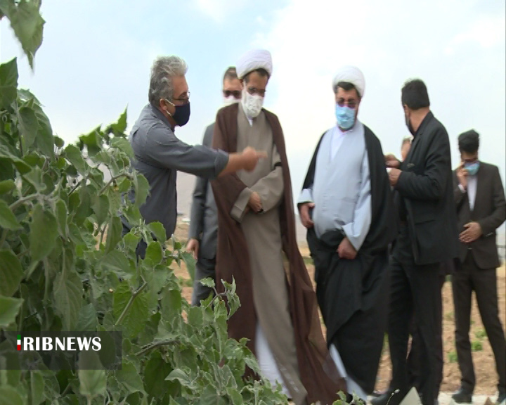 تولید ۸۰ گونه گیاه دارویی در مزرعه تحقیقاتی دانشگاه آزاد شهرکرد + فیلم تولید ۸۰ گونه گیاه دارویی در مزرعه تحقیقاتی دانشگاه آزاد شهرکرد + فیلم