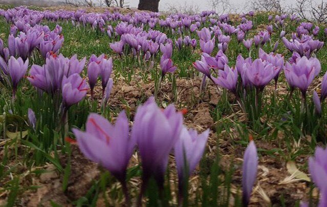 تلاش مسوولان باخرز برای استقرار دستگاه های پر&zwnj; کنی زعفران