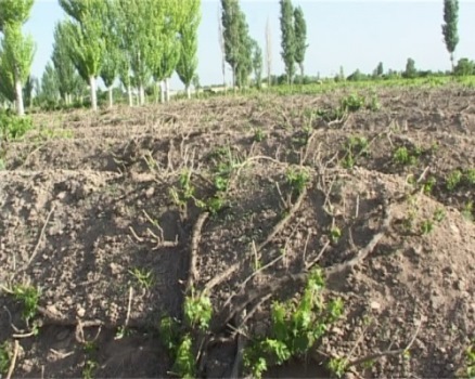 &nbsp;۷۰ هزار نفر سر سفره انگور، میزبانی بیشتر با داربستی کردن