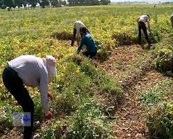 برداشت لوبیا در استان مرکزی