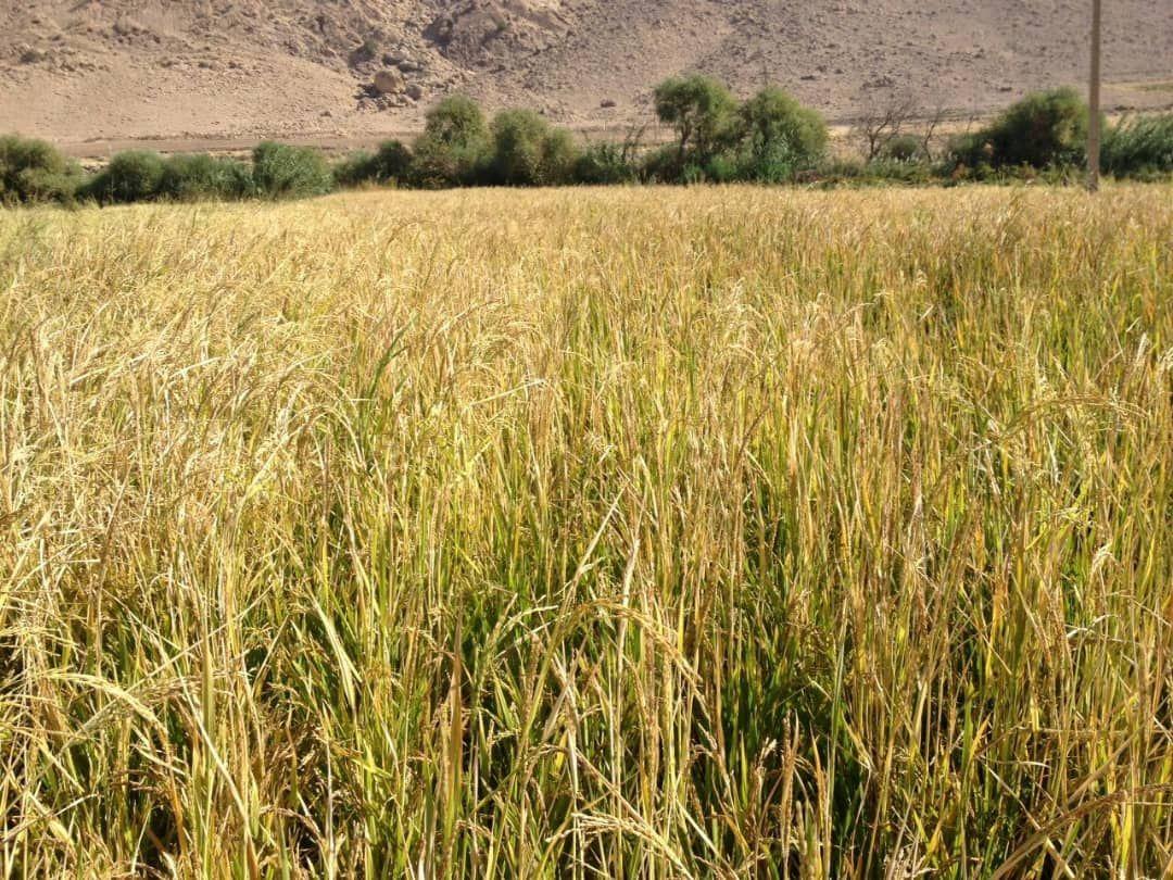 آغاز برداشت برنج از شالیزارهای گیلانغرب آغاز برداشت برنج از شالیزارهای گیلانغرب