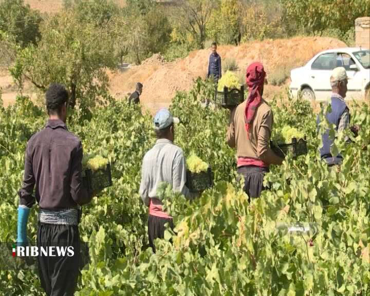 برداشت انگور از تاکستان&zwnj;های چهارمحال و بختیاری