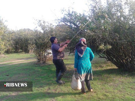 شیرین شدن کام زنان شمالی با انار ترش میانکاله