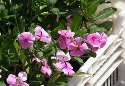 پرورش گیاه پیچ تلگرافی