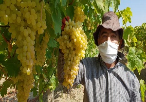 جهش در تولید میوه&zwnj;ای بهشتی