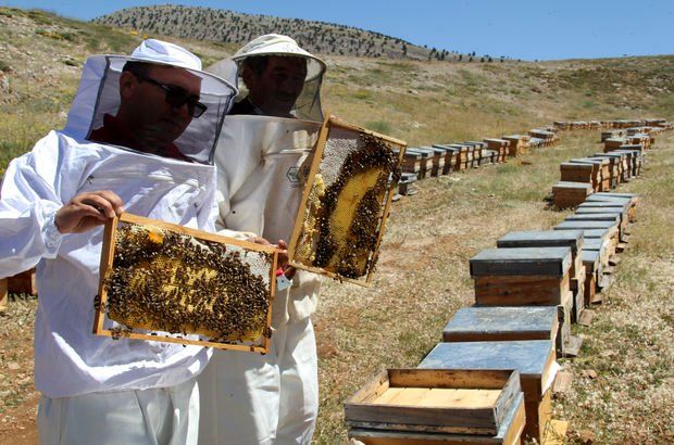 سهم 27 درصدی آذربایجان&zwnj;غربی در تولید عسل کشور