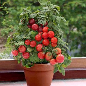 روش کاشت گوجه گیلاسی در گلدان