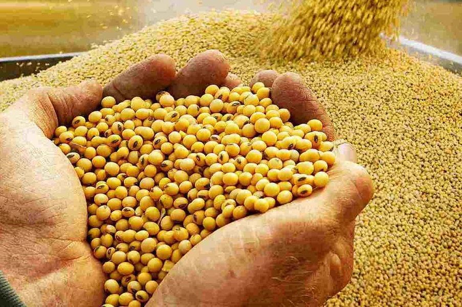 تولید ۳هزار تن دانههای روغنی در گلوگاه